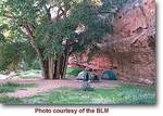 Tn-moab-campground-moonflower