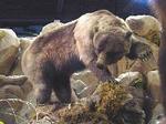 Rosenbruch Wildlife Museum