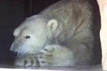 Tn-16507_nanuq