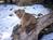 Pueblo Zoo::Pueblo Zoo