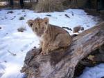 Pueblo Zoo