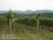 Fincastle Vineyard Bed and Breakfast::BedAndBreakfast.com
