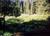 Ash Creek Campground from Campingguidenevada.com