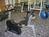 Best Western Peppertree Airport Inn::Orbitz