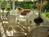 Innisfree Victorian Inn & Garden House::BedAndBreakfast.com