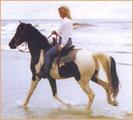 INTEL POINT PLANTATION STABLES