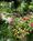 Pentagoet Inn::BedAndBreakfast.com