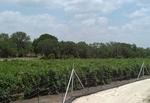 Dry Comal Creek Vineyard::Dry Comal Creek