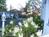 White Lilac Inn::BedAndBreakfast.com