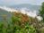 Pisgah Inn::TripAdvisor