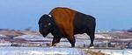 National Buffalo Museum