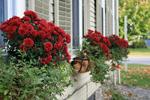 Thistledown Inn B&B