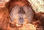 Tn-orangutan