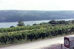 Dr Franks Vinifera Wine Cellars