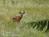 Pheasant Meadow Bed & Breakfast::BedAndBreakfast.com