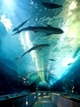 Aquarium of the Bay
