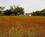 LBJ State Park::Tpwd.state.tx.us