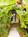 Capistrano Seaside Inn::Expedia
