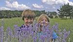 Seven Oaks Lavender Farm