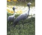 Gladys Porter Zoo