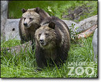 Tn-grizzly_brost07_0924