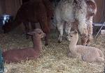 Little Catawba Creek Farm Alpacas