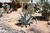 Mi Gatita Bed & Breakfast::BedAndBreakfast.com