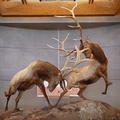 Rocky Mountain Elk Foundation