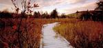 Cranesville Subartic Swamp