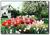 Country Cottage of Langley::BedAndBreakfast.com