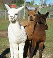 Peaceful Heart Alpacas Farm Store