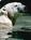 Brookfield Zoo::VisitOakPark.com