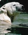 Brookfield Zoo::VisitOakPark.com