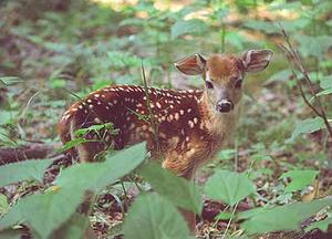 Blue Ridge Parkway Cabin::Blue Ridge Parkway Association