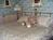Harbour Towne Inn::BedAndBreakfast.com