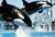 Best Western Cabrillo Garden Inn from Expedia