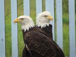 Raptor Education Group