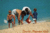 Sanibel and Captiva Islands::David meardon