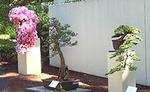 Pacific Rim Bonsai Collection::Weyerhaeuser