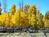 Best Western Inn Of Pinetop from Orbitz