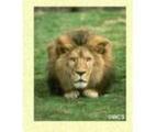 Bronx Zoo/Wildlife Conservation Park