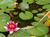 Arlington Inn::TripAdvisor