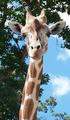 Metro Richmond Zoo::Virginia.org