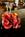 Holiday Inn Select Stamford::Orbitz