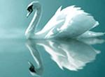 Swan Women Spa