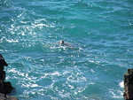 Tn-262761818_06750d95ac_m