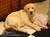 Briar Rose Bed and Breakfast::BedAndBreakfast.com