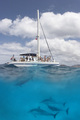 Tn-leeward-coast-dolphin-snorkel-sail-in-oahu-1