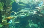 Coral Reef Lounge::Yahoo! Travel