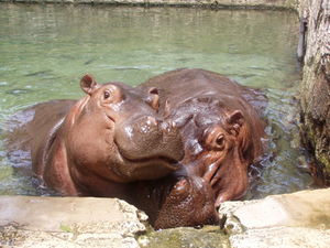 San Antonio Zoo::Sazoo-aq.org/